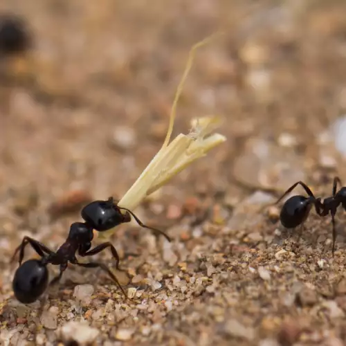 Как да прогоним мравките от дървото