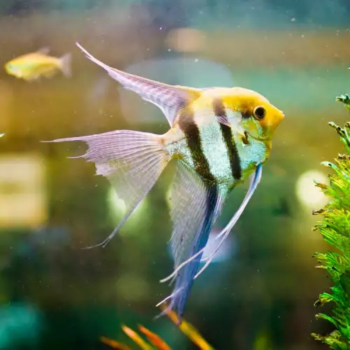Какви са първите аквариумни рибки за деца?