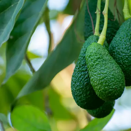 Voordelen en toepassingen van avocadobladeren