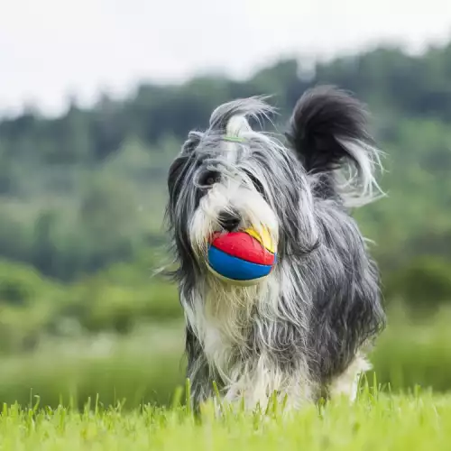 Играчките за кучета: избор и безопасност