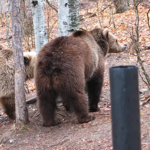 Транспортират в София тежко болна мечка от Белица