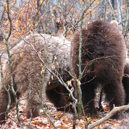 Почти всички мечки от парка край Белица заспаха зимен сън