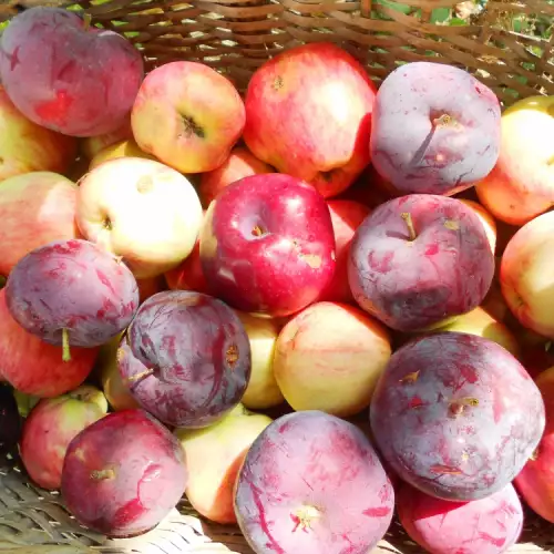 Как да разпознаете добре узрелите ябълки