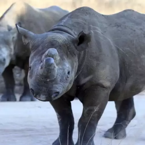 Черен Носорог