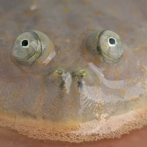 Петкрака жаба мутант алармира за екокатастрофа