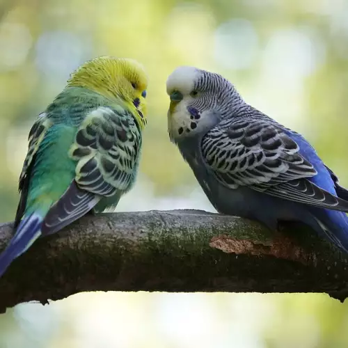 Диария при вълнистите папагалчета - причини и лечение