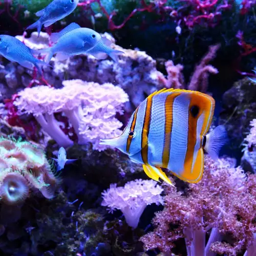 Как цветовете на декоративните рибки да са по-ярки?