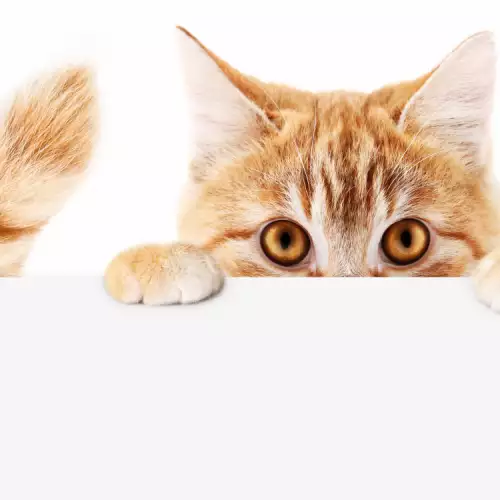 Причини за маниакално близане при котките и как да се справим