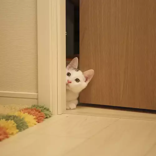 Как да отучим котката да отваря вратата