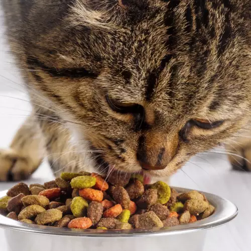 Водят ли евтините храни до рак при котките?