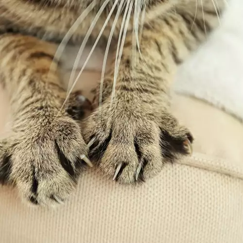 Как да отучим котката да хапе ръце и крака