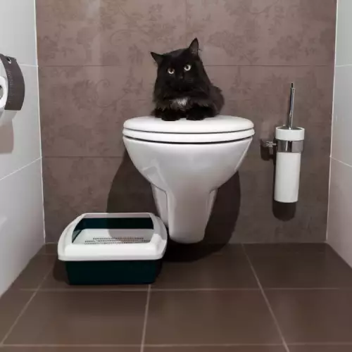 Колко котешки тоалетни трябва да имаме у дома?