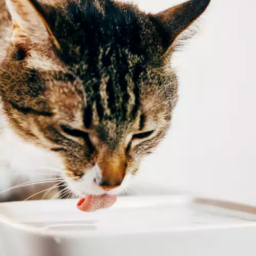Важни грижи за водата на вашата котка