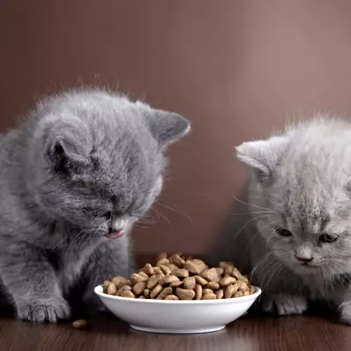 Кога малките котенца започват да ядат котешка храна?