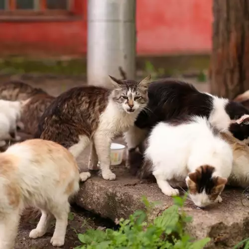 Как котките комуникират помежду си и какво си казват