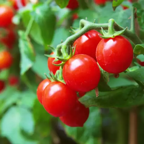 Как да се отървем от миризливките по доматите?