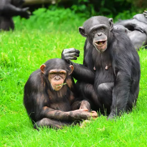 Chimpanzees Communicate with 19 Gestures