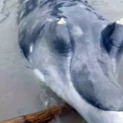 Крокодило-делфин изкара акъла на китайски рибари