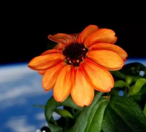 Цъфна първото цвете в Космоса