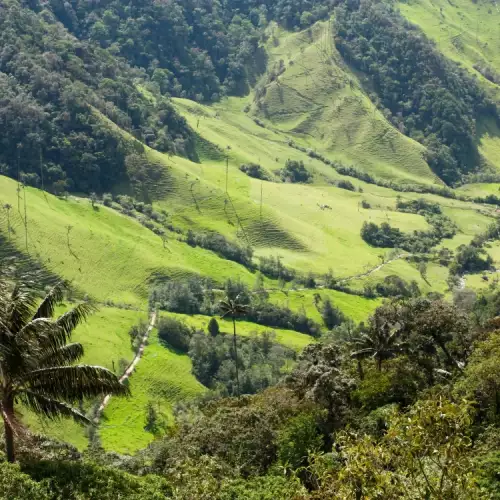 Кафеените плантации в Колумбия
