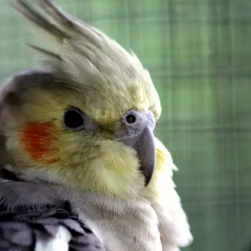 Характер и поведение на папагала Корела