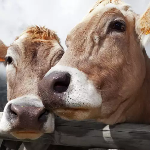 Важни грижи при отглеждане на крави