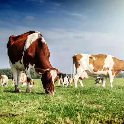 Крави на диета с риган борят глобалното затопляне