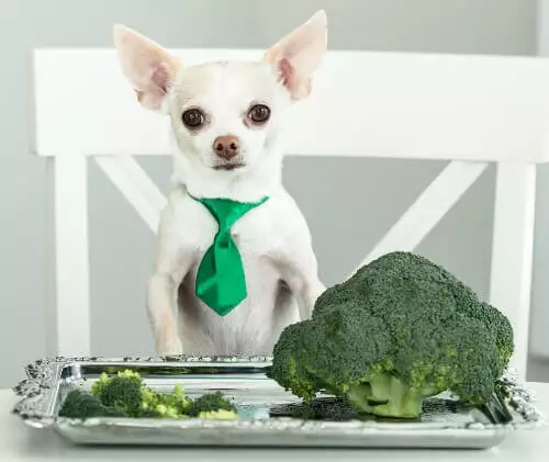Опасно ли е да даваме броколи на кучето?