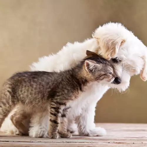 Как куче и котка да съжителстват в мир под един покрив