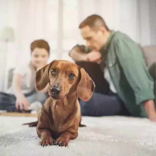 Мерки за безопасност в дома при отглеждане на куче