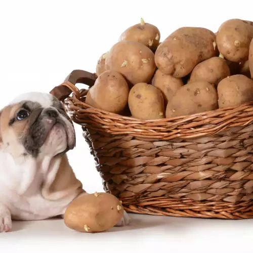Кучетата ядат ли картофи?