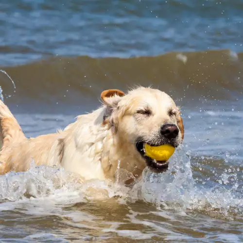 Мерки за безопасност при плуване на куче