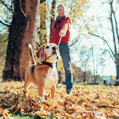 Основни грижи за кожата и козината на кучето през есента