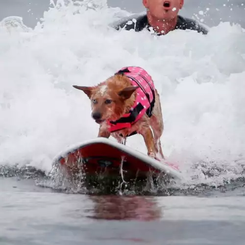Шампионатът по кучешко сърфиране и тази година предизвика фурор в САЩ