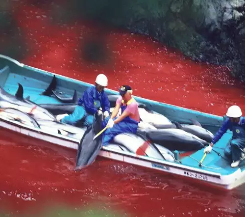Отново започна масовото избиване на делфини в Япония