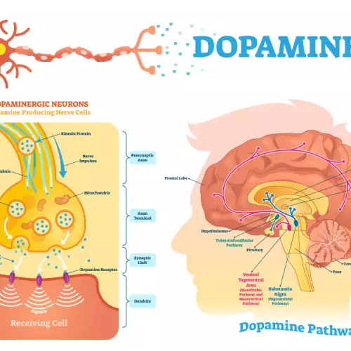 Функциите на допамин хормона