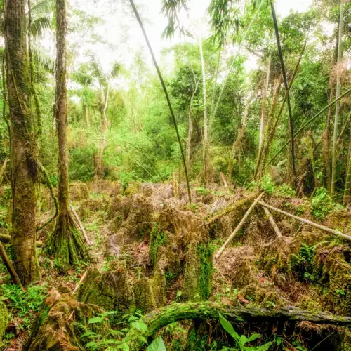 Уникални ходещи дървета в Еквадор се изсичат поголовно!