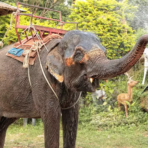 Сънувах, че яздя слон с моя приятелка