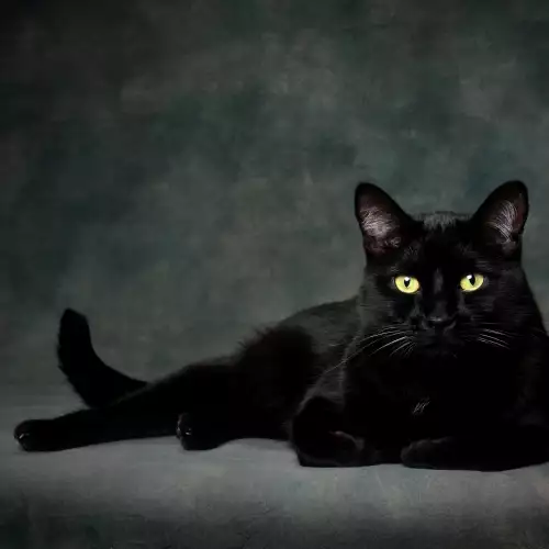 Черна мършава котка