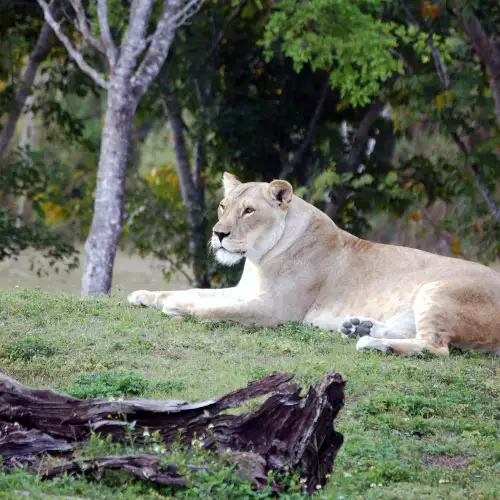 Два големи бели лъва