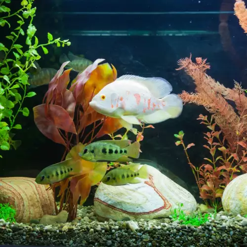 Какви растения да не слагаме в аквариума на рибките?