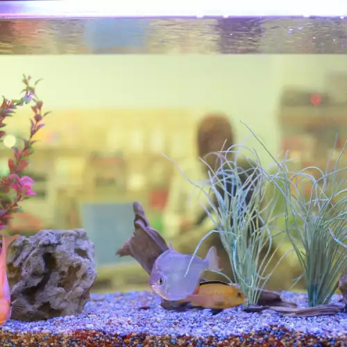 Какви рибки да изберем за 50 литров аквариум?