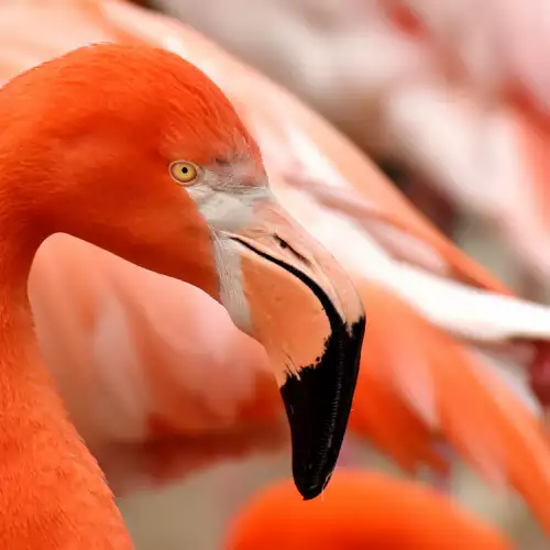 Защо някои птици са розови?