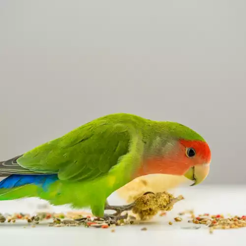 Кои плодове са подходящи за храна на папагала?