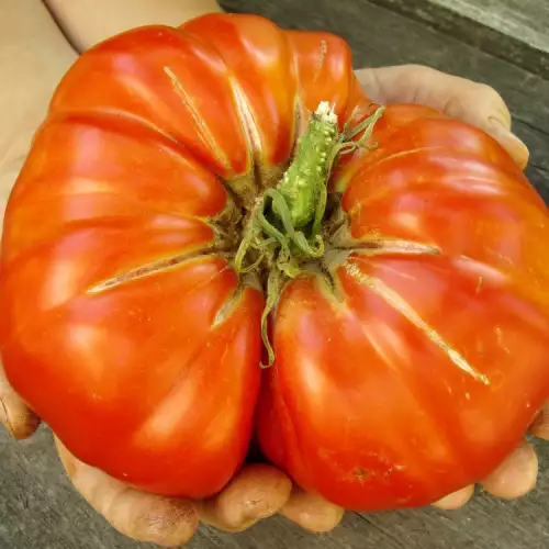 Огромни домати берат в Казанлъшко