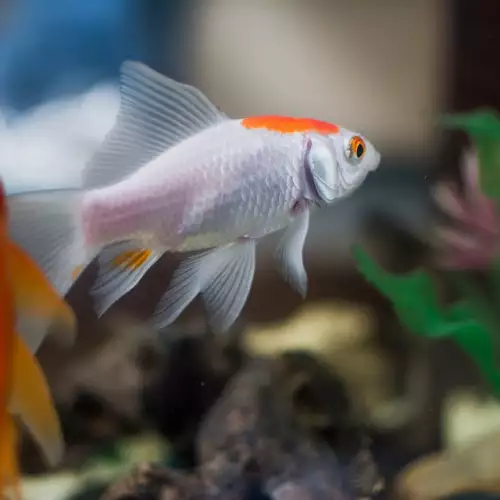 Втора златна рибка в аквариума - добра идея ли е?