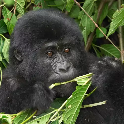 Най-странните изследвания: лъжливи горили и дрехи от чай