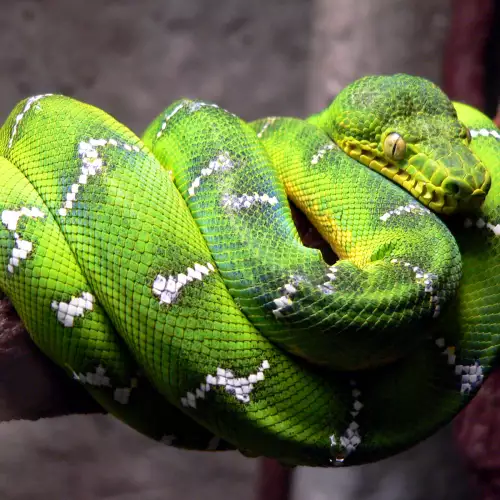 Най-голямата изложба на отровни змии у нас
