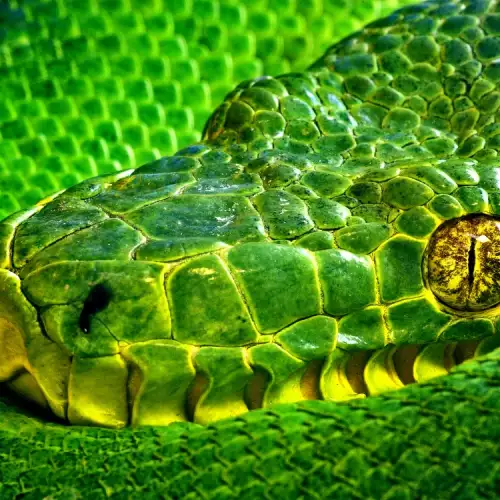 Ухапа ме искрящо зелена змия