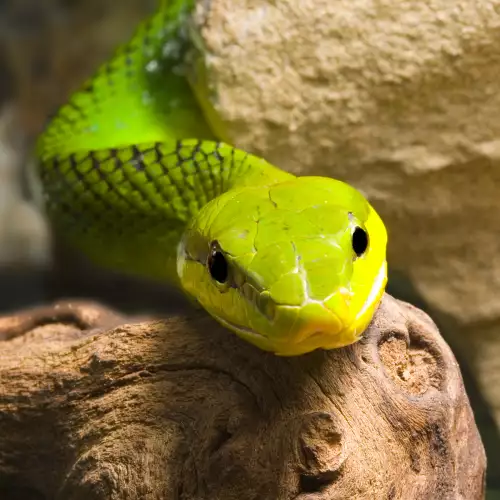 Какво трябва да знаем за отглеждането на змия